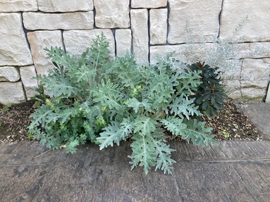 寄せ植えのその後