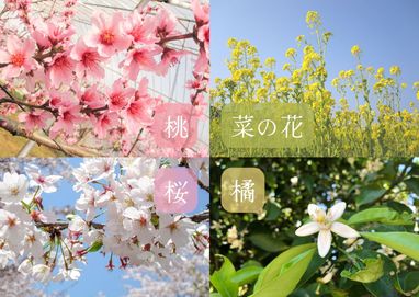 ひなまつりの花？