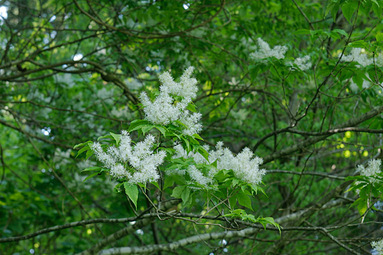 植栽の変化【アオダモ編】