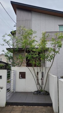 シマトネリコの剪定before→after！